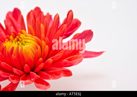 Orange chrysanthème gros plan d'une belle fleur photos images photos au-dessus de la grande haute résolution horizontale aux États-Unis haute résolution haute résolution aux États-Unis haute résolution Banque D'Images