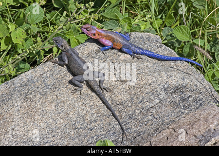 Zoologie / animaux, reptiles, Agamids, Rock à tête rouge (Agama agama Agama agama), deux sur la pierre, la Tanzanie, la distribution : Afrique Centrale,-Additional-Rights Clearance-Info-Not-Available Banque D'Images