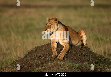 Lionne Panthera leo reposant sur termitière couverts de mouches Masaii Mara Banque D'Images