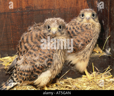 Zoologie / animaux, oiseaux / grippe, faucon crécerelle (Falco tinnunculus), deux, pigeonneau, 20 jours d'âge, la distribution : l'Europe, une grande partie de l'Asie, l'Afrique du Nord, d'Afrique au sud du Sahara, Additional-Rights Clearance-Info-Not-Available- Banque D'Images