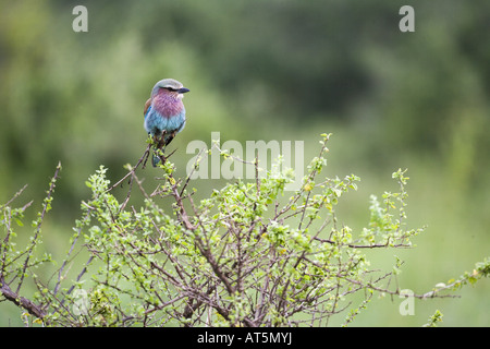 Zoologie / animaux, oiseaux, oiseaux / rouleaux, Lilac-breasted Roller (Coracias caudata), Sitting on branch, Masai Mara, Kenya, Afrique du Sud : distribution, Additional-Rights Clearance-Info-Not-Available- Banque D'Images