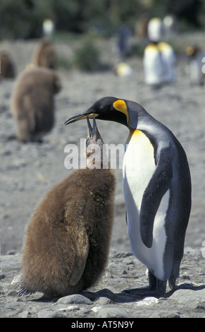 Zoologie / animaux, oiseaux, pingouins, manchot royal (Aptenodytes patagonicus), Penguin, avec cub, plaine de Salisbury, Géorgie du Sud, Antarctique, îles : distribution-Additional-Rights Clearance-Info-Not-Available Banque D'Images