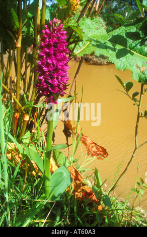 Close up sur le Nord de Marsh Orchid fleur à côté de l'eau Banque D'Images