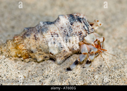 La vie sauvage de la faune SAMOA bernard-l'ermite terrestre sur la plage de sable blanc shell Banque D'Images