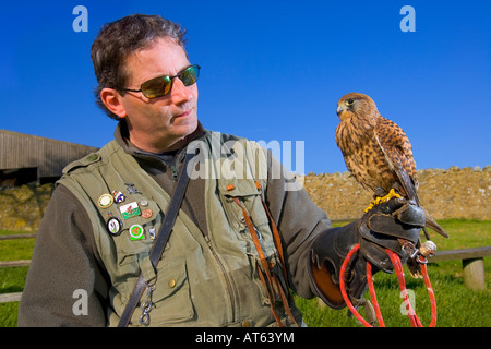 Gary D'Aquitaine, Falconer, Holding Kestrel hawk Appuldurcombe House, Île de Wight, Angleterre, RU Banque D'Images