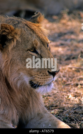 Young male lion, le Parc National du Serengeti, Tanzanie Banque D'Images
