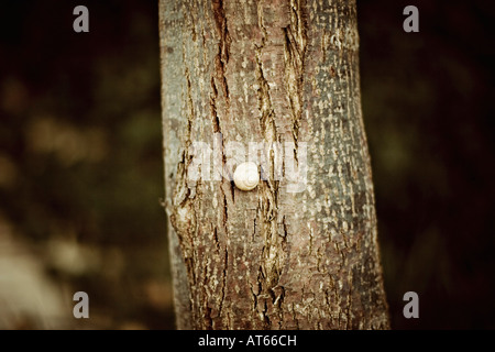 Un escargot sur un tronc d'arbre, close-up Banque D'Images