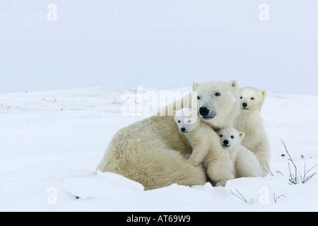 Ours polaire (Ursus maritimus), femelle avec trois oursons reposant dans la neige Banque D'Images