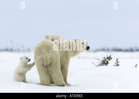 L'ours polaire avec deux oursons / Ursus maritimus Banque D'Images