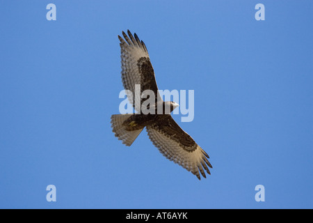 La buse à queue rousse Buteo jamaicensis juvénile Morph sombre en vol Banque D'Images