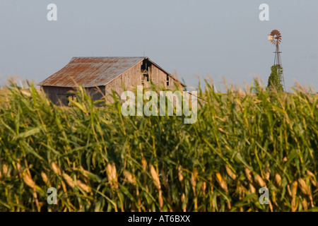 Une vieille grange et moulin à vent s'élever au-dessus d'un grand champ de maïs dans le centre de l'Illinois. Banque D'Images