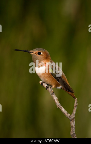 Hummingbird's Allen Selasphorus sasin mâle perché Banque D'Images