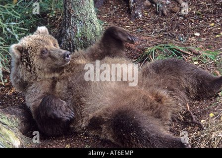 Stock photo d'un ours brun d'Alaska se reposant sur le dos de sanglier dans les bois, Katmai National Park. Banque D'Images