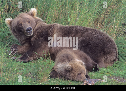 Stock photo d'un ours brun sow et cub le repos d'un morceau de poisson à manger, Katmai National Park. Banque D'Images