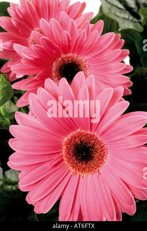 Les Gerberas roses, close-up Banque D'Images