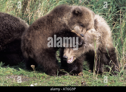 Stock photo de deux oursons brun Alaska Katmai National Park, de lutte. Banque D'Images