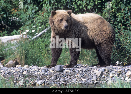 Stock photo d'un ours brun d'Alaska debout sur une rive du fleuve, Katmai National Park. Banque D'Images