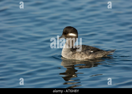 Le petit garrot femelle Bucephala albeola natation Banque D'Images