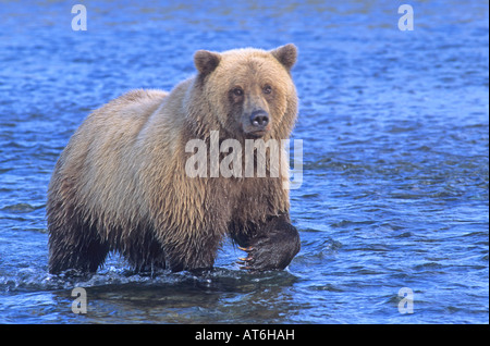 Stock photo d'un ours brun d'Alaska debout dans une rivière. Banque D'Images