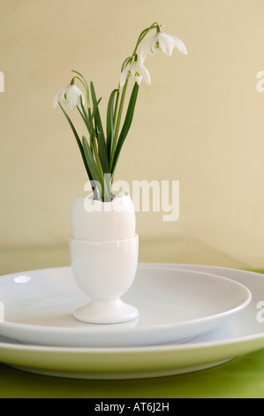 Snowdrop en coquille (Leucojum) Banque D'Images