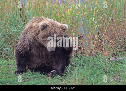 Stock photo de l'ours brun cub gratter l'oreille. Banque D'Images