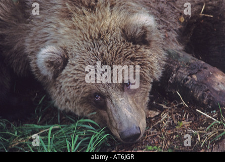 Stock photo libre d'un ours brun se reposer. Banque D'Images