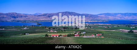 Portrait de vignes et vergers à Osoyoos sur le lac Osoyoos dans le sud de la vallée de l'Okanagan en Colombie-Britannique, Canada Banque D'Images