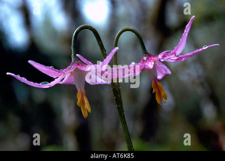 Faon rose Lilies (Erythronium revolutum) qui fleurit au printemps le long de la Côte Ouest Banque D'Images