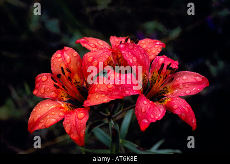 Le lis (Lilium Lilium philadelphicum) en fleurs - Fleurs Sauvages Rouge / Fleurs sauvages fleurissent au printemps, BC, British Columbia, Canada Banque D'Images