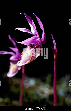 Fairy Slipper avec nom latin de Calypso bulbosa dans British Columbia Canada Banque D'Images