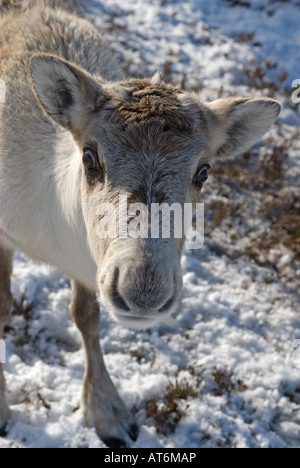 Le renne (Rangifer tarandus), veau, hiver Banque D'Images