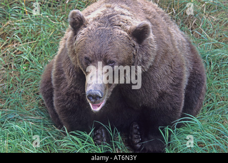 Stock photo d'un ours brun d'Alaska à la recherche jusqu'à la caméra, Katmai National Park. Banque D'Images