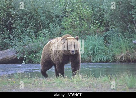 Stock photo d'un ours brun d'Alaska marchant le long d'une rivière, Katmai National Park. Banque D'Images