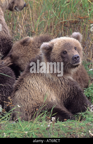 Stock photo d'un ourson assis dans l'herbe, Katmai National Park. Banque D'Images