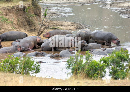 Hippopotame,un troupeau d'hippopotames dans la rivière Talek, Masai Mara, Kenya Banque D'Images