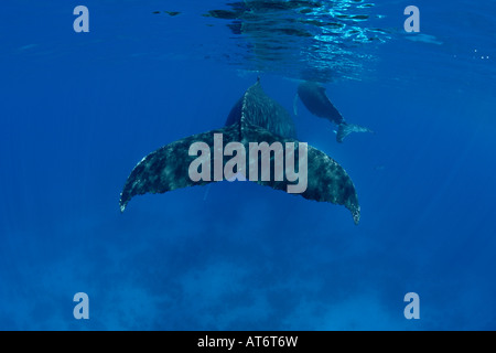 Ny0255-D. Les baleines à bosse, Megaptera novaeangliae. Photo Copyright Brandon Cole Banque D'Images