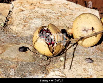 Interprétation graphique des grenades et des olives sur un mur en pierre fond. Un fruit fendu. Image manipulée Banque D'Images