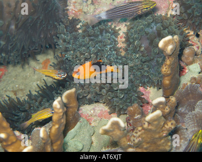 Saddleback rouge, poisson clown Amphiprion ephippium en ampoule, anemone tentacules 3 février 2008, Surin, la mer d'Andaman, Thaïlande Banque D'Images