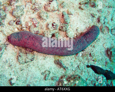 Le mauve et le noir d'holothuries comestibles, Holothuria edulis 3 février 2008, Surin, la mer d'Andaman, Thaïlande Banque D'Images