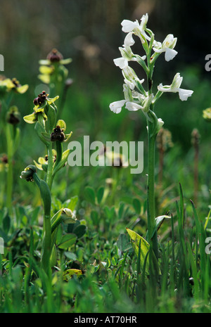 Orchidée Orchis anatolica anatolienne variation blanc avec fleur Orchidée Bourdon Ophrys bombyliflora île grecque de Samos Grèce Banque D'Images