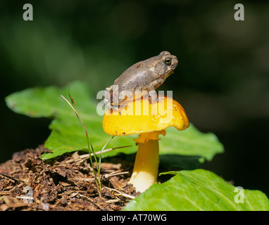 Détail d'un crapaud américain sur un champignon dans une forêt de feuillus dans les montagnes Ouachita de l'Arkansas. Banque D'Images