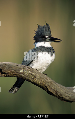 Martin-pêcheur d'Amérique Megaceryle alcyon homme lcalling Willacy County Rio Grande Valley Texas USA Mai 2004 Banque D'Images