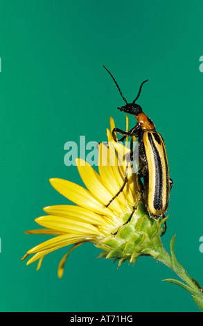 Blister Beetle Meloidae adulte sur l'Aster d'or Willacy County Rio Grande Valley Texas USA Mai 2004