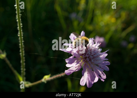 Bourdon sur Fleur scabious Banque D'Images