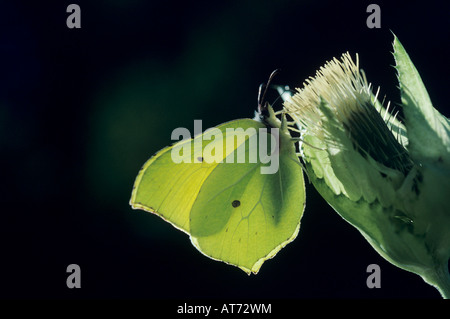 Brimstone Gonepteryx rhamni commun mâle sur l'Cirse Cirsium vulgare Oberaegeri Suisse Mars 1994 Banque D'Images