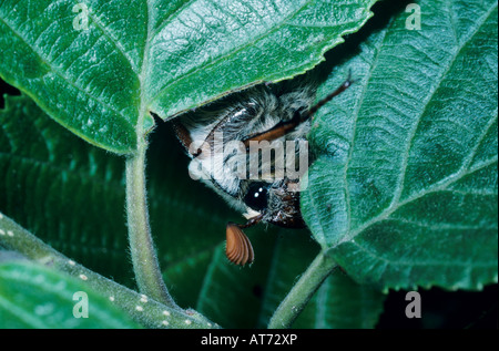 Catégorie : commun Melolontha melolontha homme manger Bellinzona Suisse Mai 1994 Banque D'Images