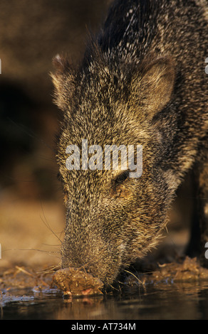 Javelina Tayassu tajacu pécari à collier potable adultes Starr County Vallée du Rio Grande au Texas USA Mai 2002 Banque D'Images