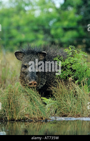 Javelina Tayassu tajacu pécari à collier potable adultes Starr County Vallée du Rio Grande au Texas USA Mai 2002 Banque D'Images