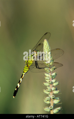 Erythemis simplicicollis est Pondhawk sur femelle American Germander Sinton Texas USA Banque D'Images