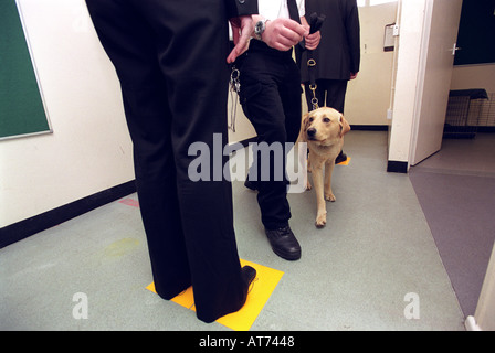 Chiens de police en action Banque D'Images